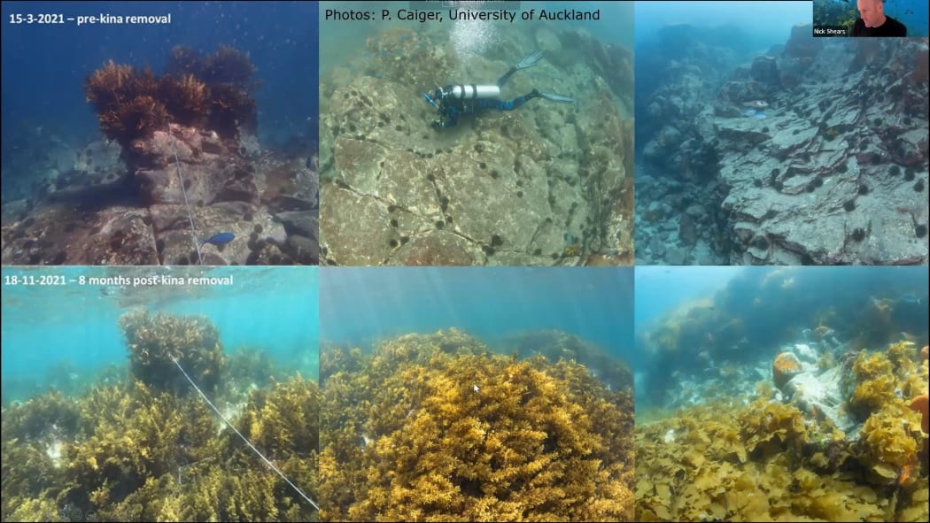 130922 Newsphoto Supplied: Nick Shears/University of Auckland. Kina have been removed in the Marlborough Sounds, to see if seaweed will rejuvenate. A similar experiment in the Hauraki Golf proved successful.