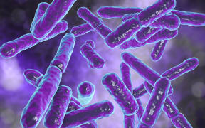 Bacteria bifidobacterium.