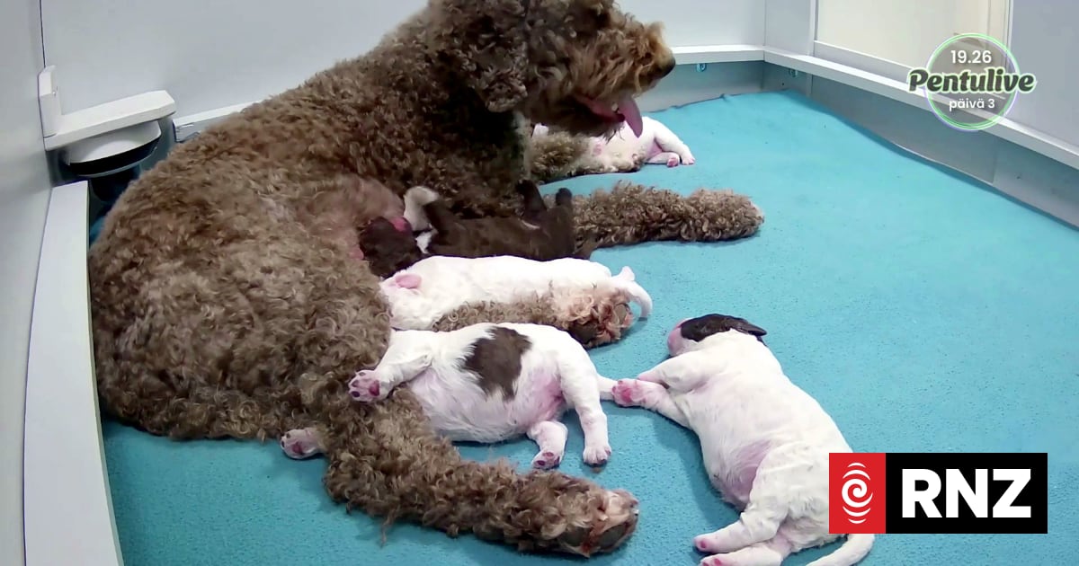 Finland gripped by national broadcaster’s puppy livestream