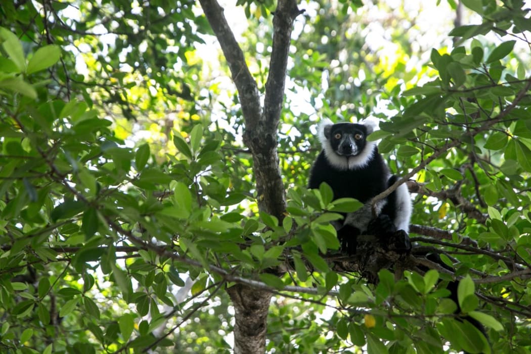 A Lemur Vari sits on a branch near the Vohibola forest, Madagascar.