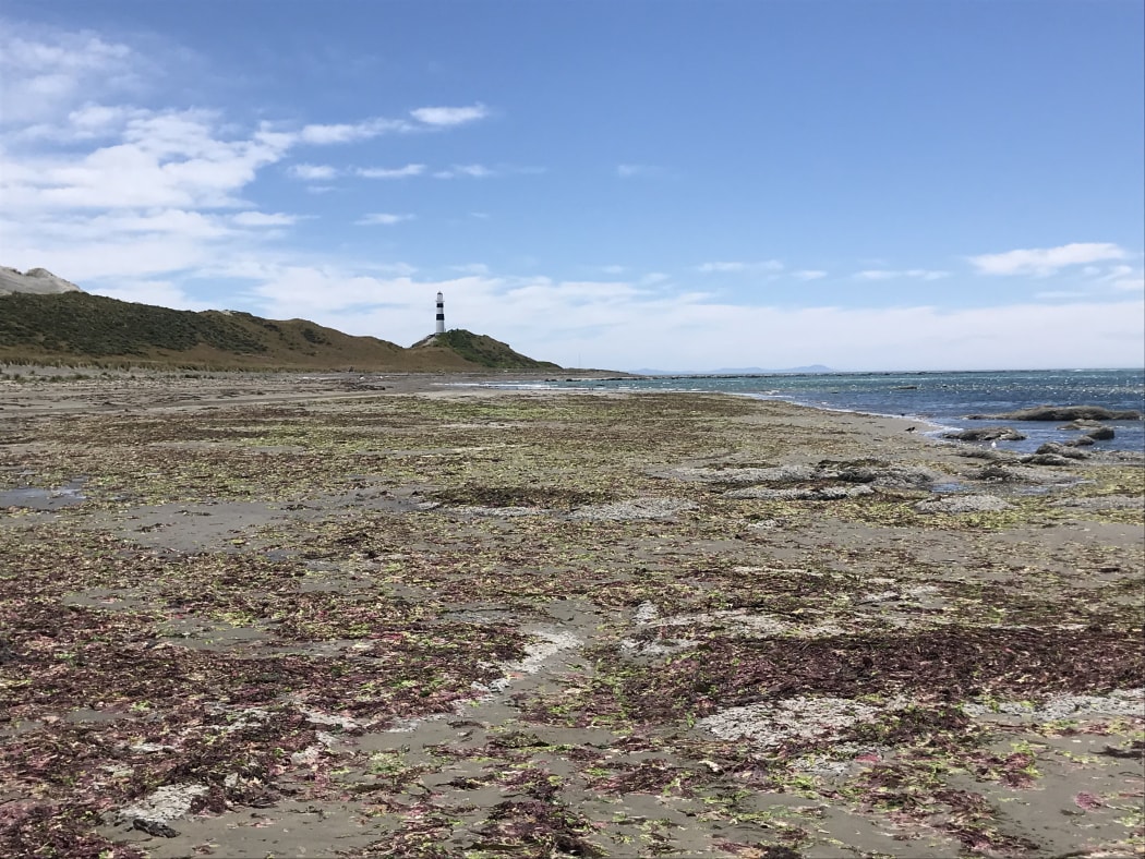 Marlborough District Council is looking to ban vehicles from 45 kilometres of the region's east coast.