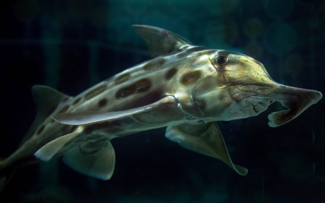 The elephant shark.