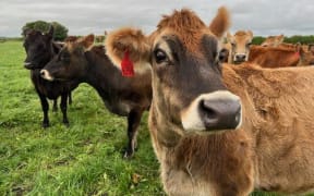 The drought is officially broken in Taranaki. Cows graze happily on green, green grass.