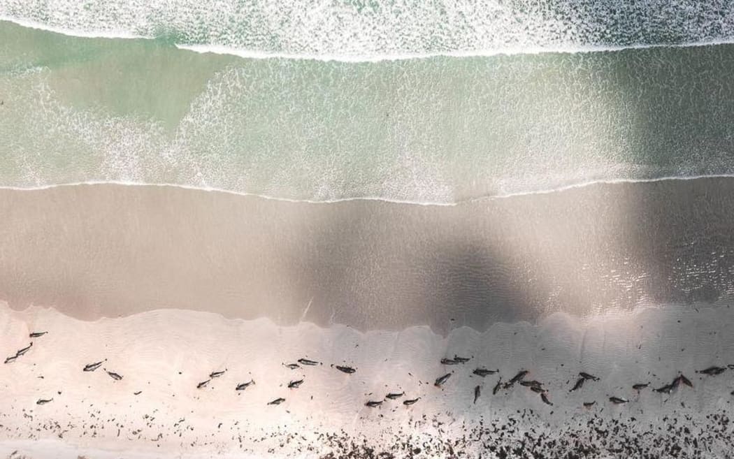 An aerial drone photo of the whales stranded on the Chatham Islands.