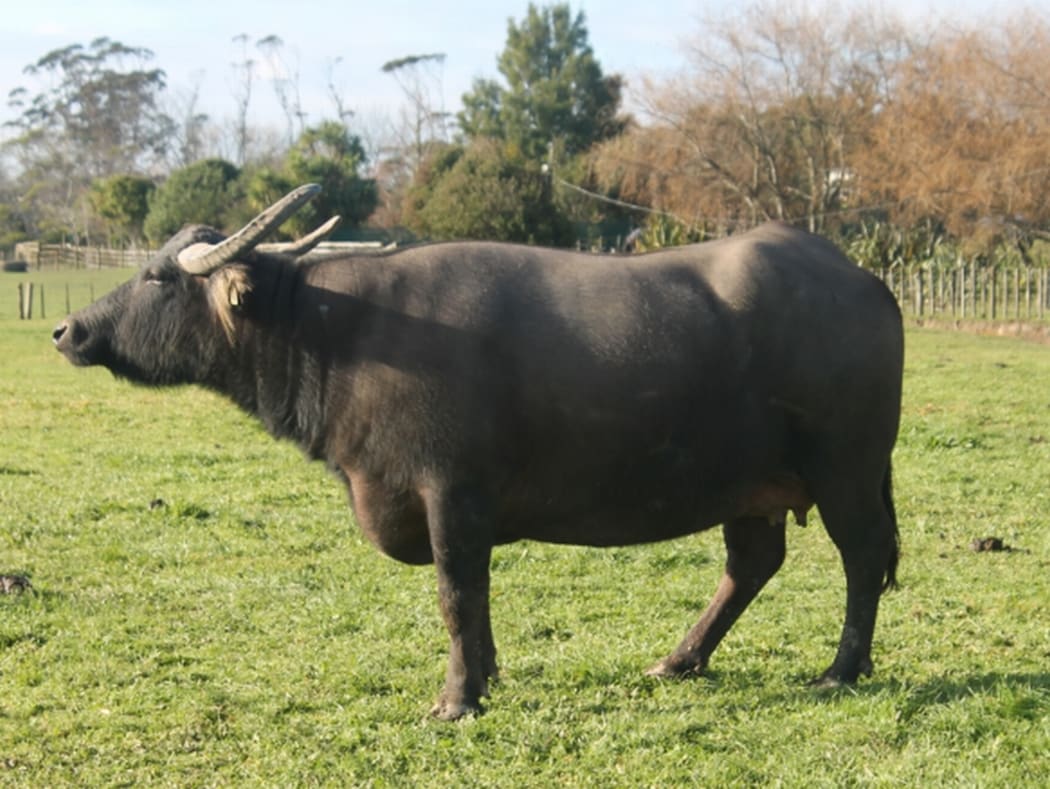 A side view of a fully grown female buffalo.