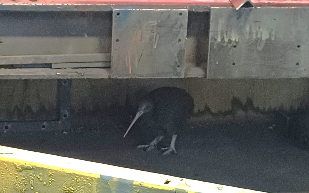 The kiwi bird visitor at Rosvall Sawmill finds a secluded spot under a workbench.