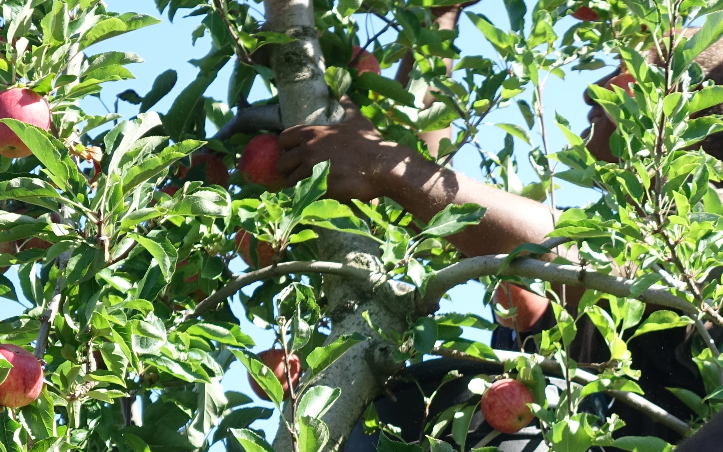 A man from Vanuatu works in a Hawke's Bay orchard under the Recognised Seasonal Employer scheme.
