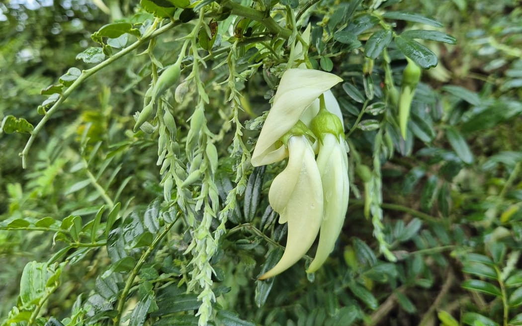 Atkin's collection of ngutukākā or kakabeak plants includes the white flower variety.