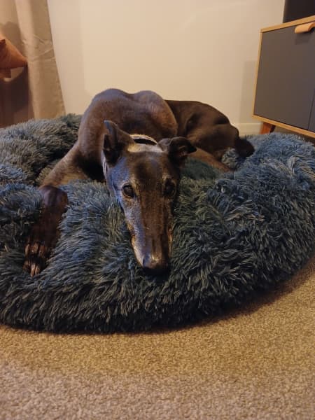 some of the pets and companion animals from across Aotearoa that will be listening to Concert for Animals on RNZ Concert.