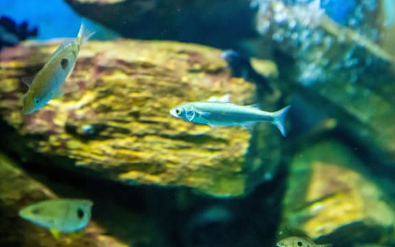 With the exception of one salmon, all of EcoWorld’s animals were rehomed or relocated.