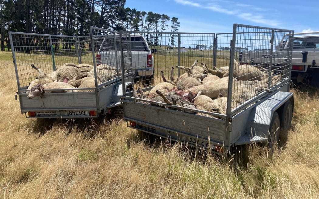 Dead sheep at at Puhinui Reserve in Manukau