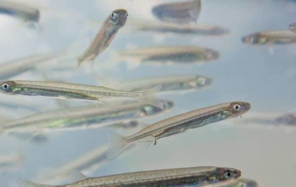 Whitebait