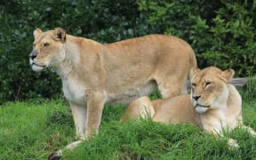 Elderly lions Kura and her daughter Amira had to be euthanased this morning at Auckland Zoo.