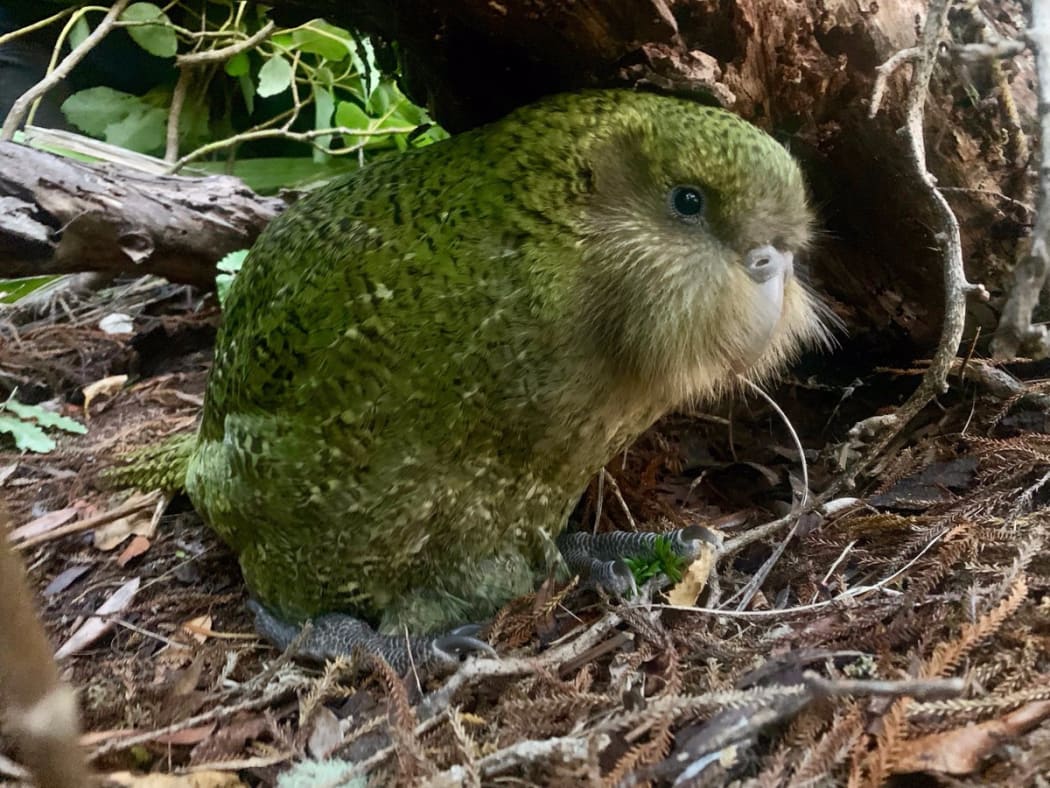 Boomer-3-A is a male kākāpō chick, who has been raised by foster mum Queenie.