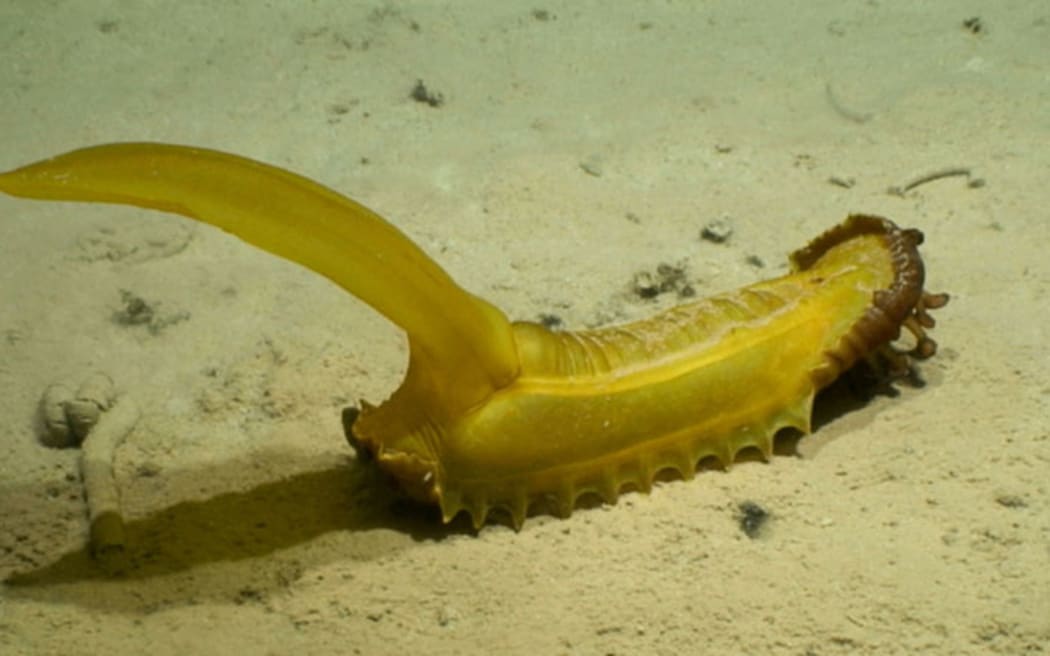 Gummy squirrel (â€œPsychropotes longicaudaâ€) at 5100 m depth on abyssal sediments in the western CCZ. This animal is ~60 cm long (including tail), with red feeding palps (or â€œlipsâ€) visibly extended from its anterior end (right).