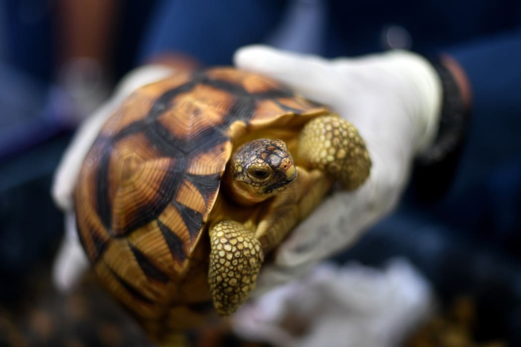 A Malaysian airports customs official shows a seized endangered ploughshare tortoise following a press conference at the Customs Complex in Sepang on May 15, 2017.