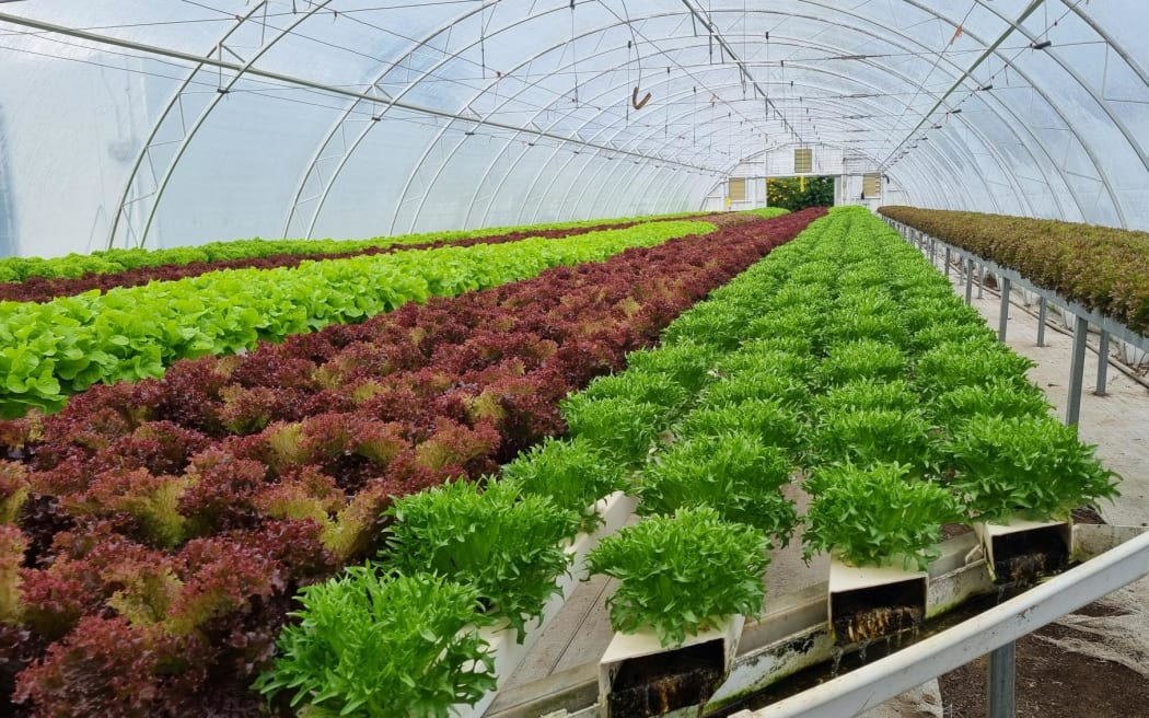 Salad Brothers raises up to 60,000 lettuces at a time or about a half a million a year.