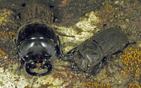 Helm's Stag beetles demonstrating sexual dimorphism