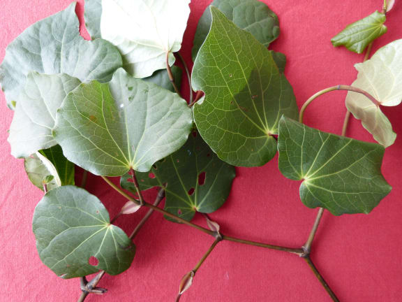 The leaves of the kawakawa plant have a long history of medicinal use.