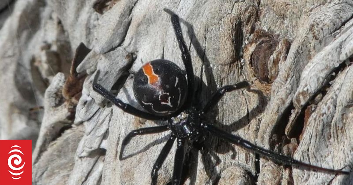 Пауки новой зеландии. Пауки новой зеландии. Паук доломедес. Сенокосец. Пещерный паук-волк кауаи.
