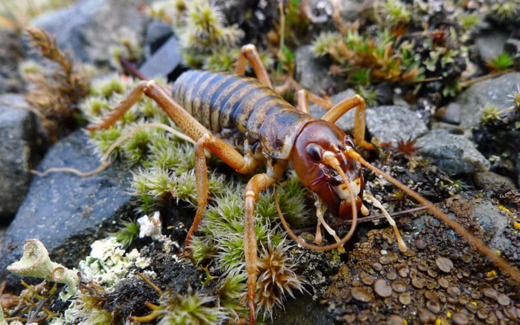 Mountain Stone Weta