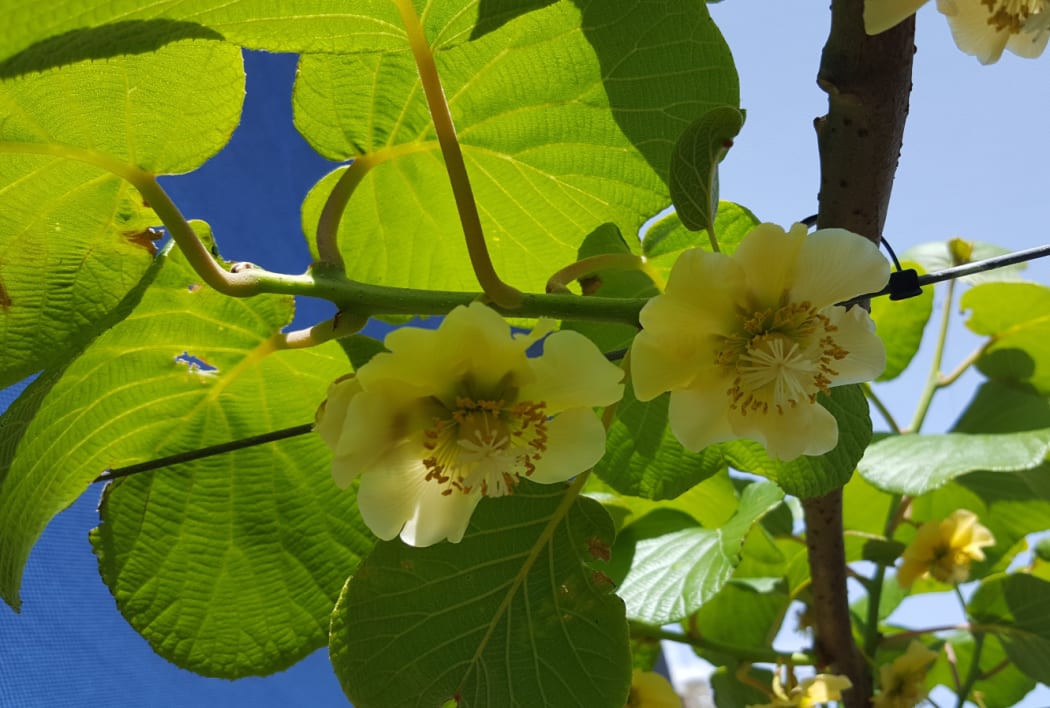 A gold kiwifruit vine in flower