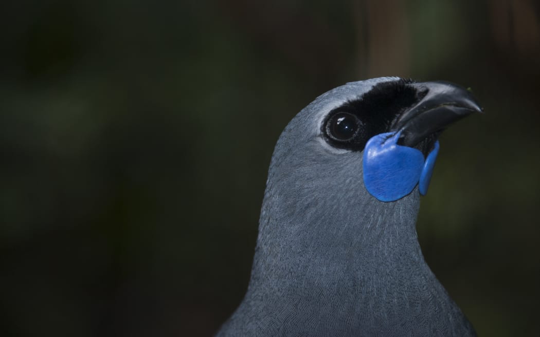 Kōkako.