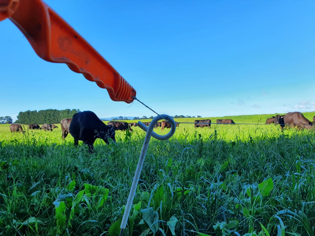 Lush pasture in Wairarapa