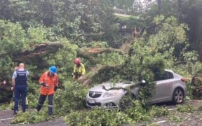 Tree down on cars on River Rd in Hamilton