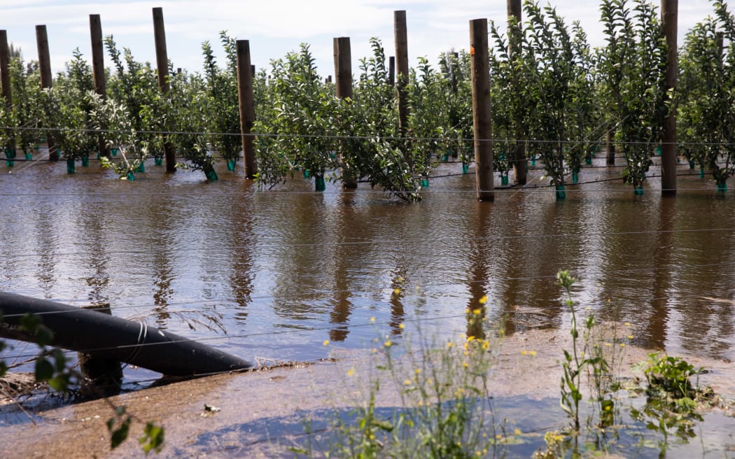 A flooded orchard and apples strewn over the road just outside Hastings.