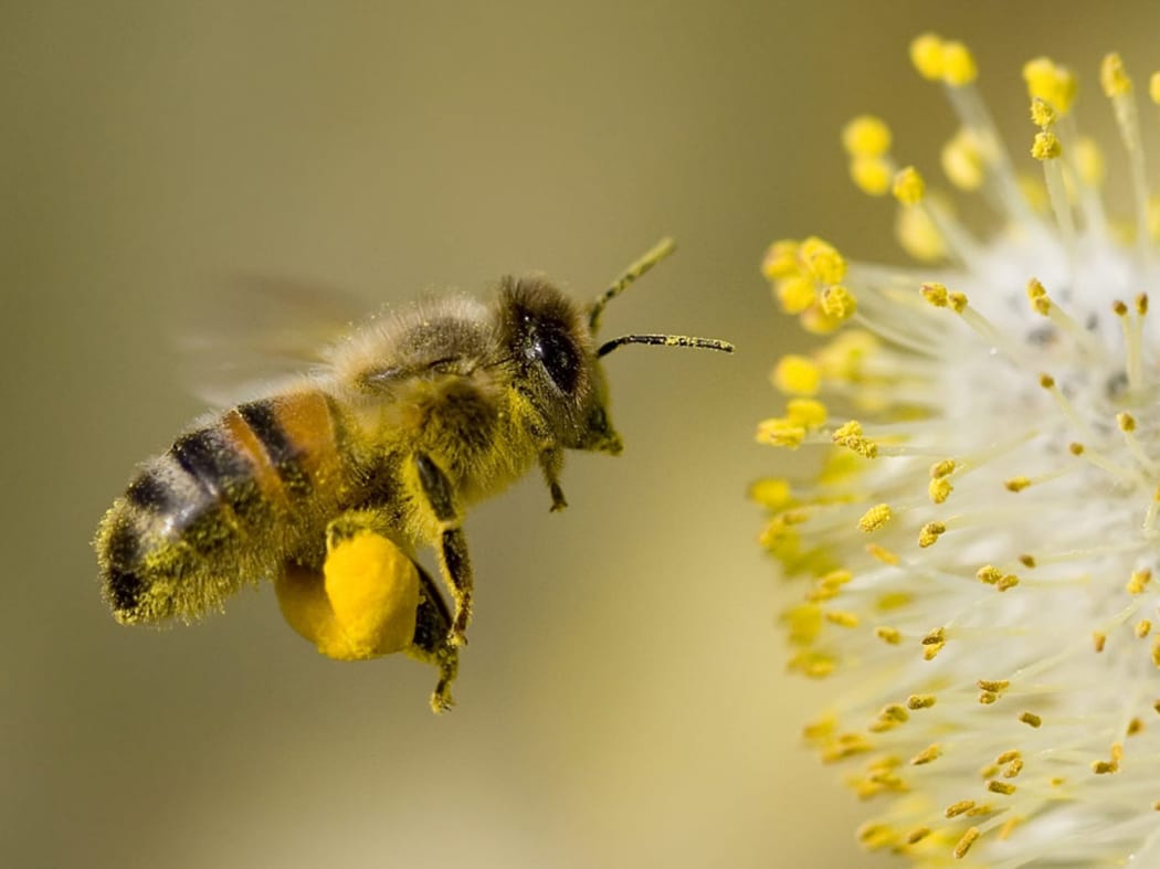 Stock Photo — Flying Bee