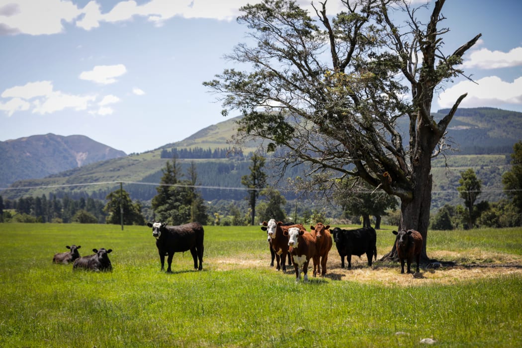 Canterbury region farms