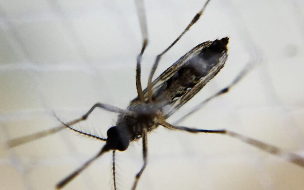 Aedes mosquito 
A female Aedes mosquito. .Credit: NIAID (Photo by IMAGE POINT FR / NIH / NIAID / IMAGE POINT FR / BSIP via AFP)