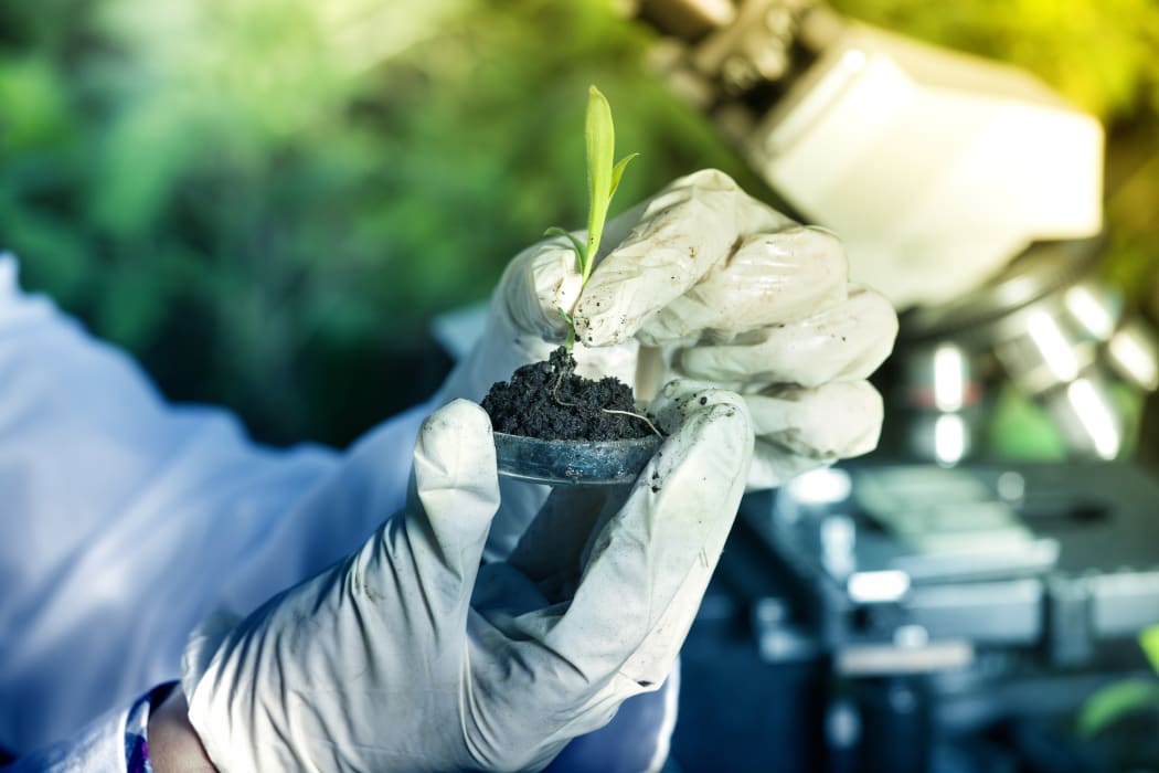 Close up of biologist holding small plant with root above petri dish with soil.