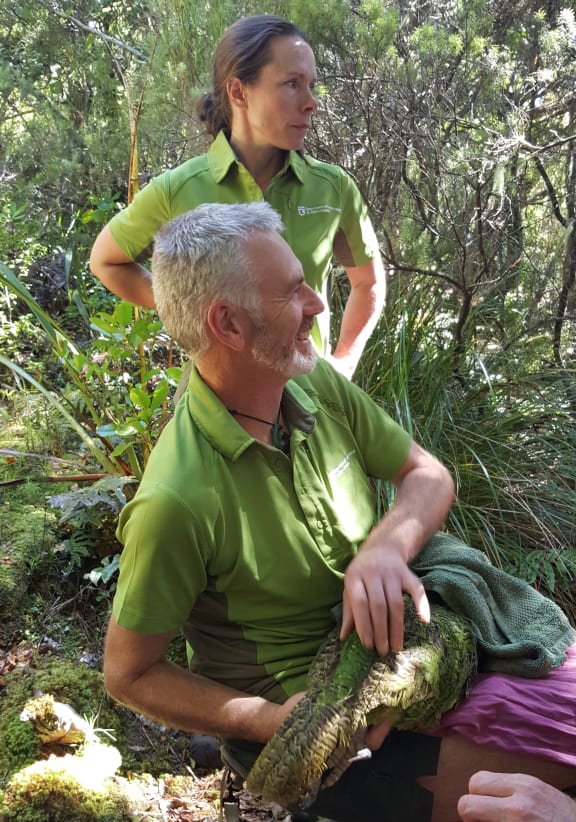 Deidre Vercoe and Daryl Eason from DOC's Kākāpō Recovery team during sperm collection from a 10-year old male bird called Moss.