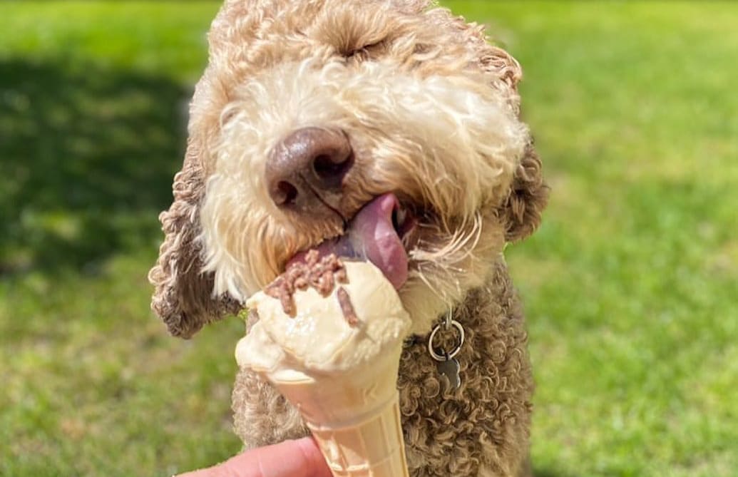 Bacon ice cream with venison sprinkles