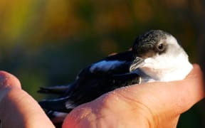 A small bird resting in a person's hand.