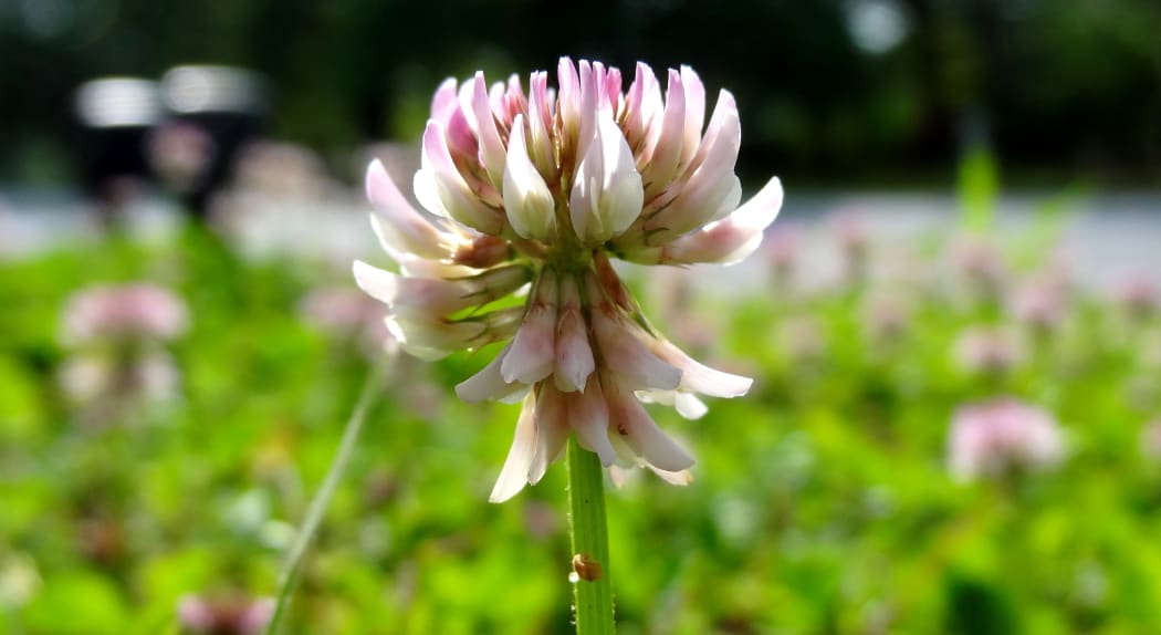Clover flower