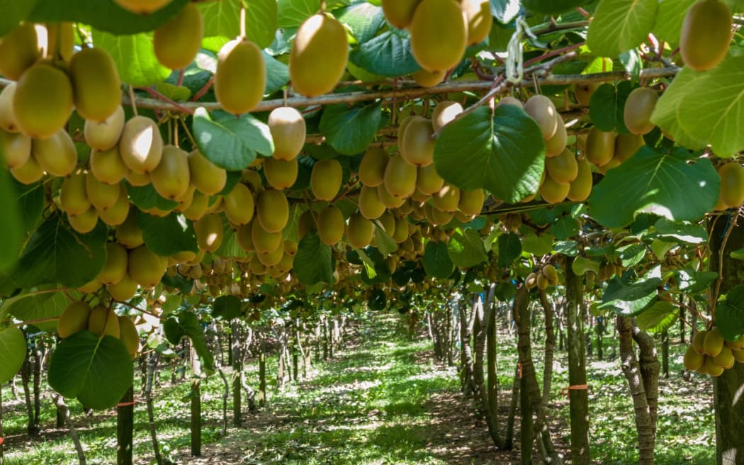 Kiwifruit hanging on the vines ready for harvest.
