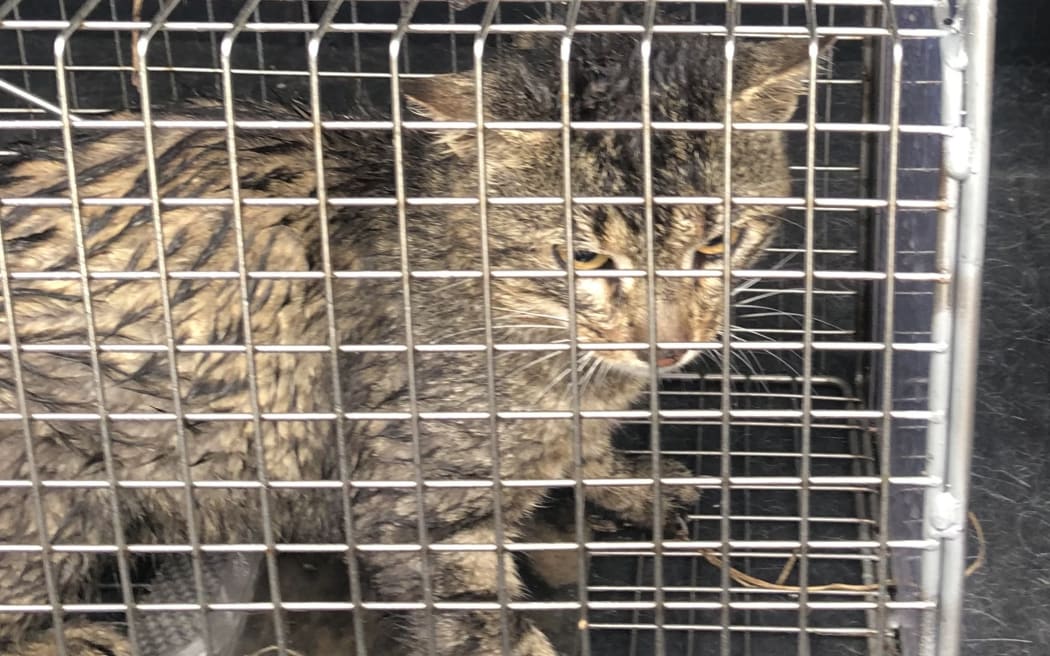 Project Wellbird rehabilitator Sabrina Luecht estimated hundreds of stray cats lived in the hillside on the Kaikōura Peninsula.