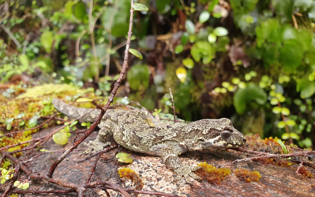 Broad cheeked gecko