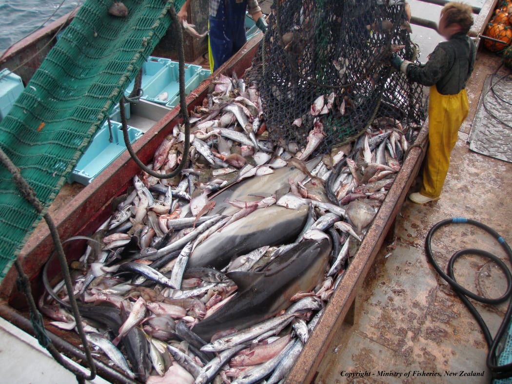 Dolphins caught as "by-kill".