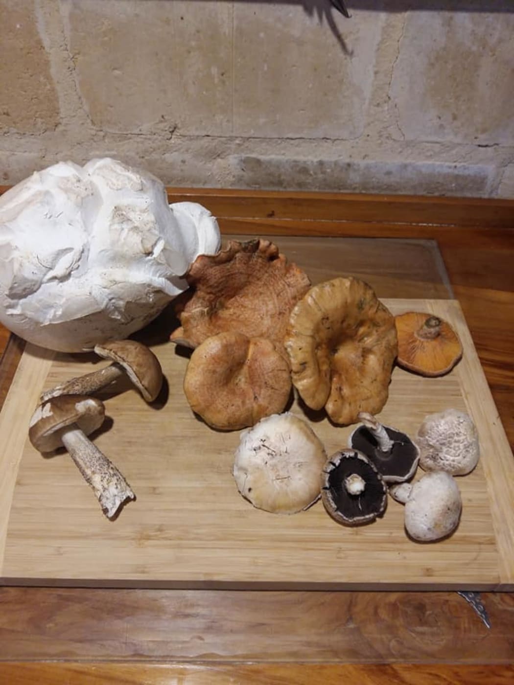 Neudorf mushrooms