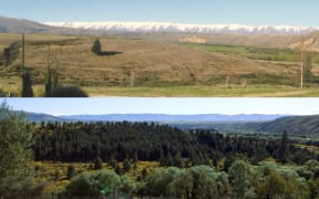 Two images on top of each other, showing the same view 19 years apart. The top image is older, and shows a rugged Central Otago plain with one tall pine tree. The image below shows the same plain consumed by pines, now a deep green.