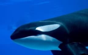 orca