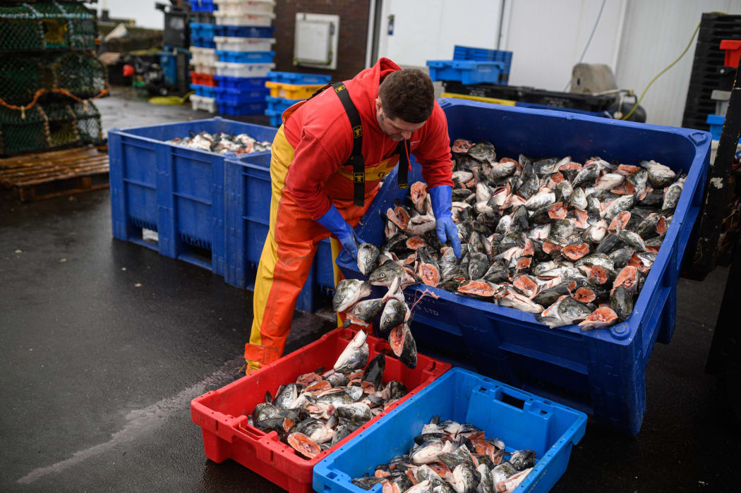 Fishermen sort and load trays of salmon heads as they prepare for their next voyage to sea, on the South Pier of Bridlington Harbour fishing port in Bridlington, north east England on December 11, 2020.