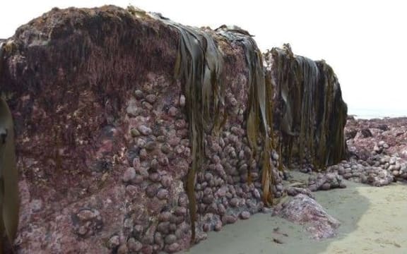 The seabed on the coast of Kaikōura has risen metres out of the ocean.