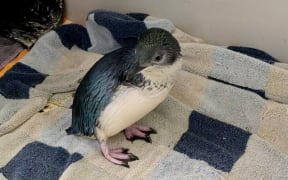 Katy, one of the little blue penguins who made the trip to live at the West Coast Penguin Encounter in Franz Josef