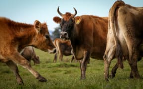 Organic Jersey cow on a Rongotea farm.
