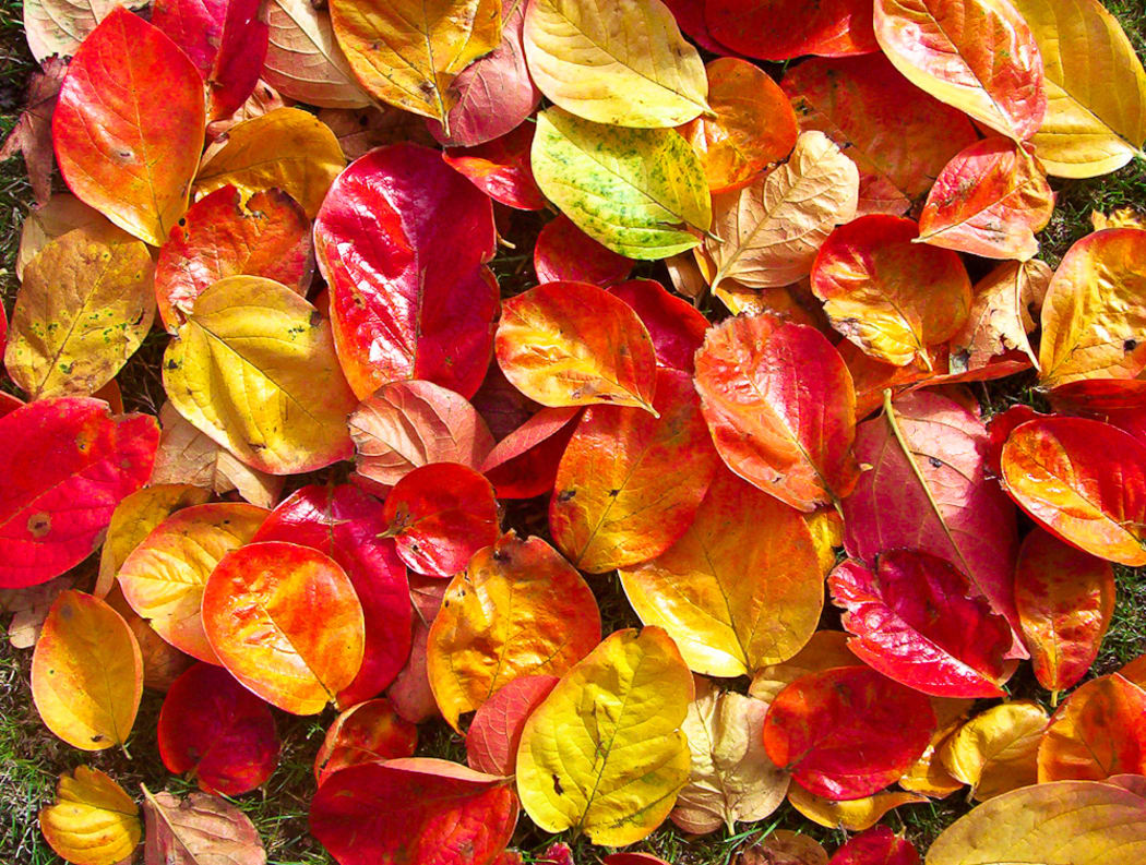 New Zealand autumn.